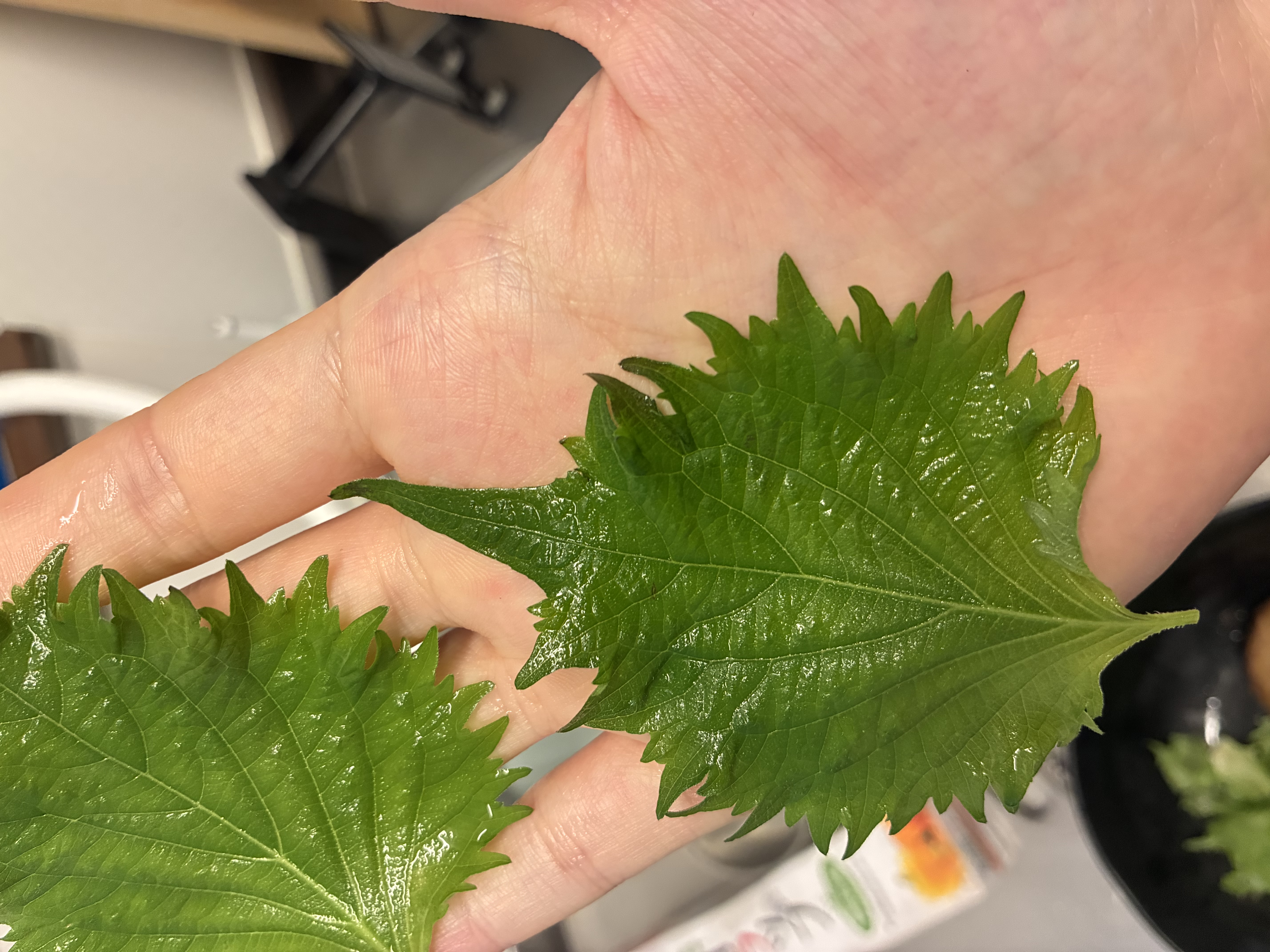 届いた大葉。端が黒ずんでいる